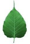 haut de page Bodhi leaf